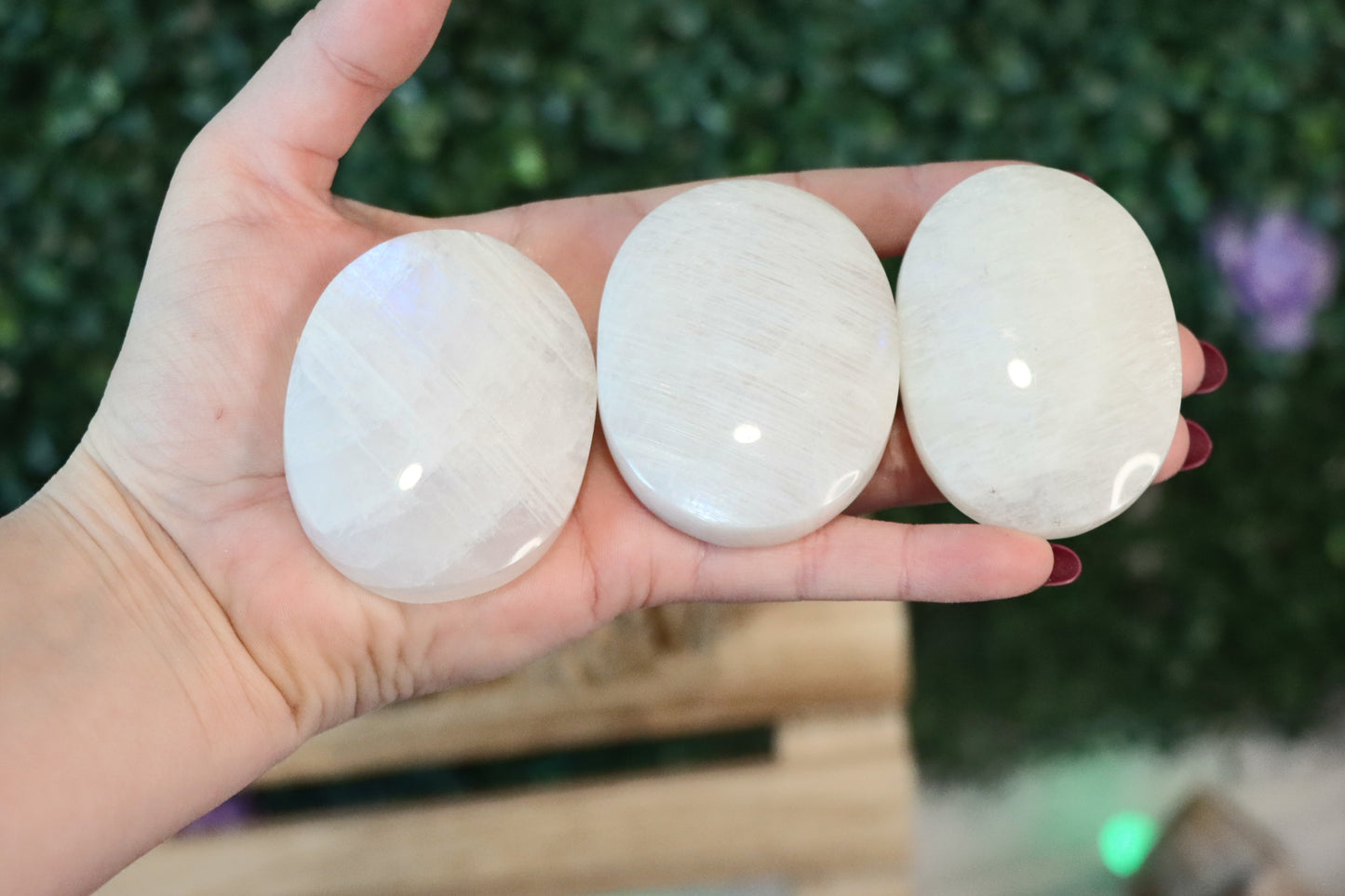 Moonstone Palm